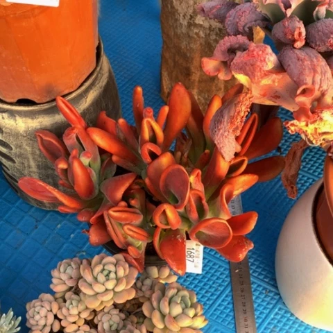 自****家1686火狐狸多肉