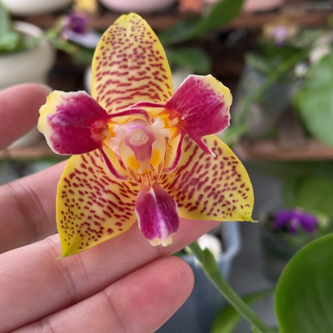 完全开放2.5快乐童话，开花