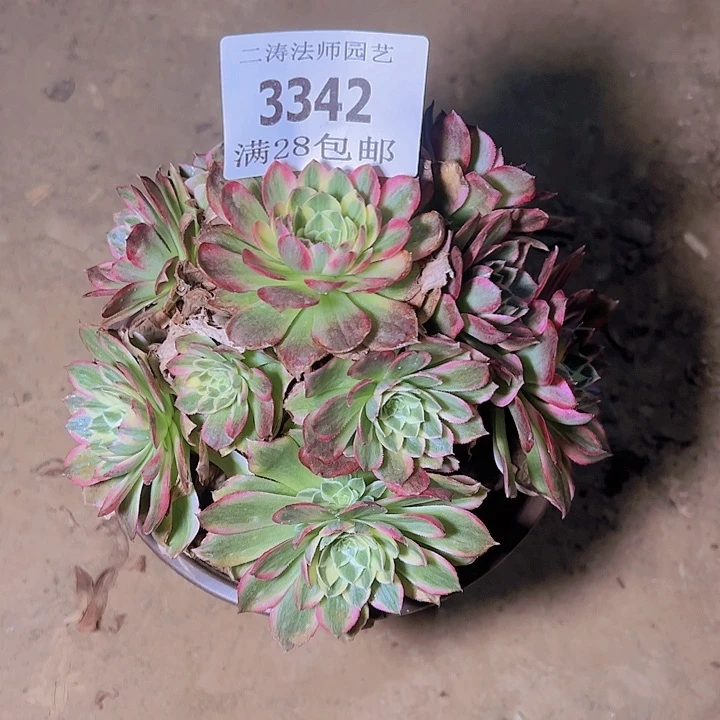 3342海王多肉植物2号