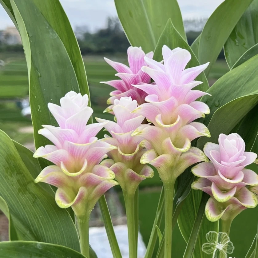 粉色姜荷花盆栽庭院阳台多年生植物喜光照易养护