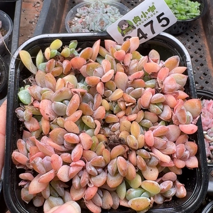 多肉植物多肉植物