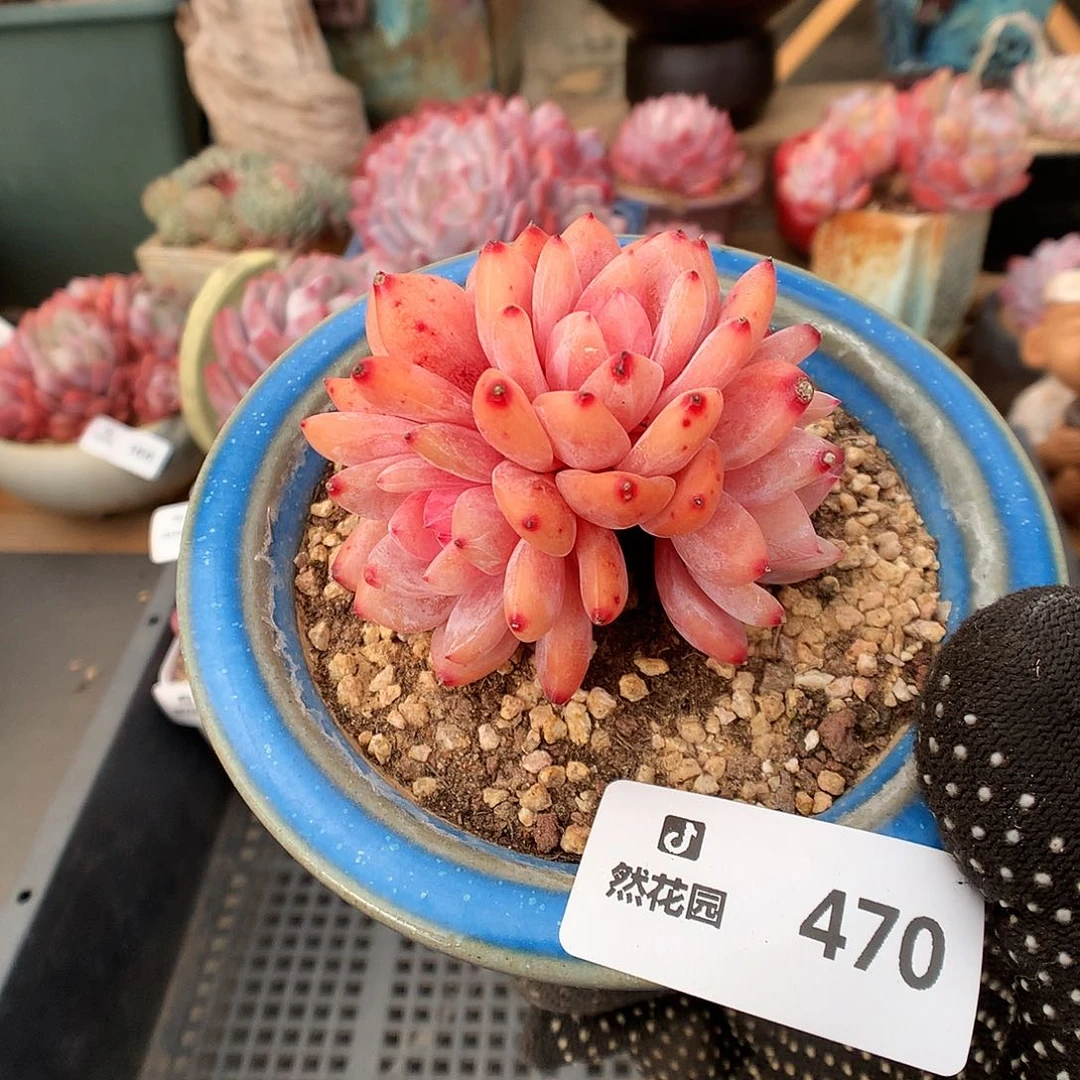 470雪天使多肉植物666