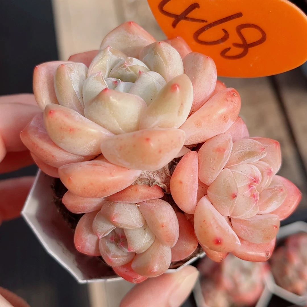 468号小老桩糖心群