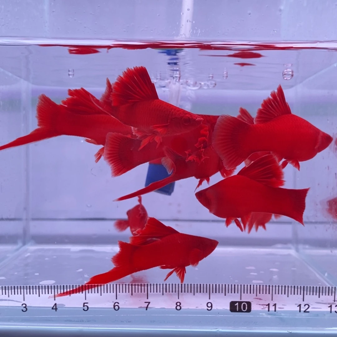 红剑鱼高鳍红剑亚成4公6母