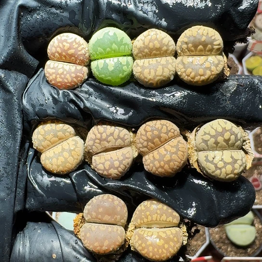生石花等植物11111112。  207