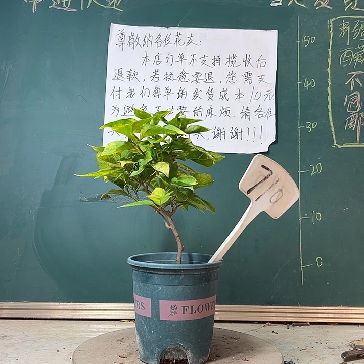 完全开放斑红樱710