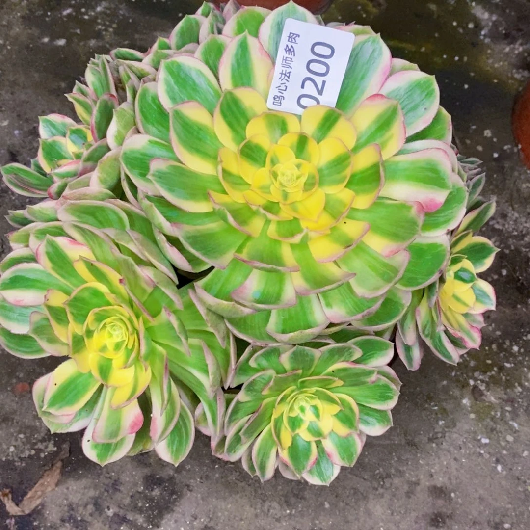 0200海王多肉植物