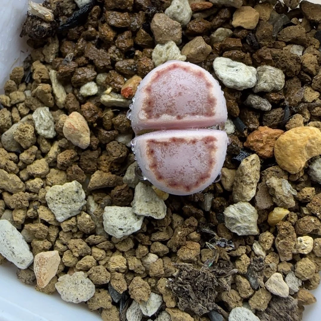 33二蜕小个子饼干323