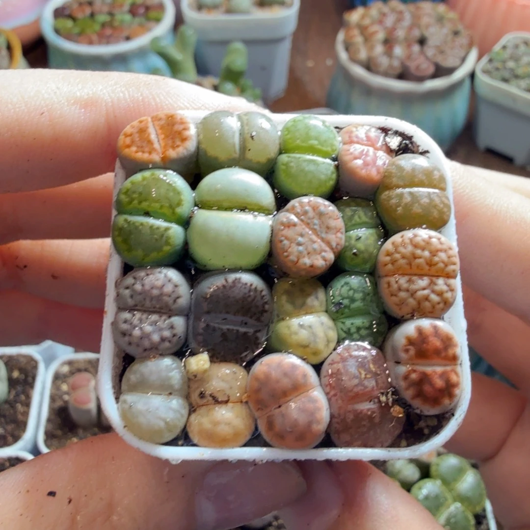 益***9多肉植物的生长发育和423