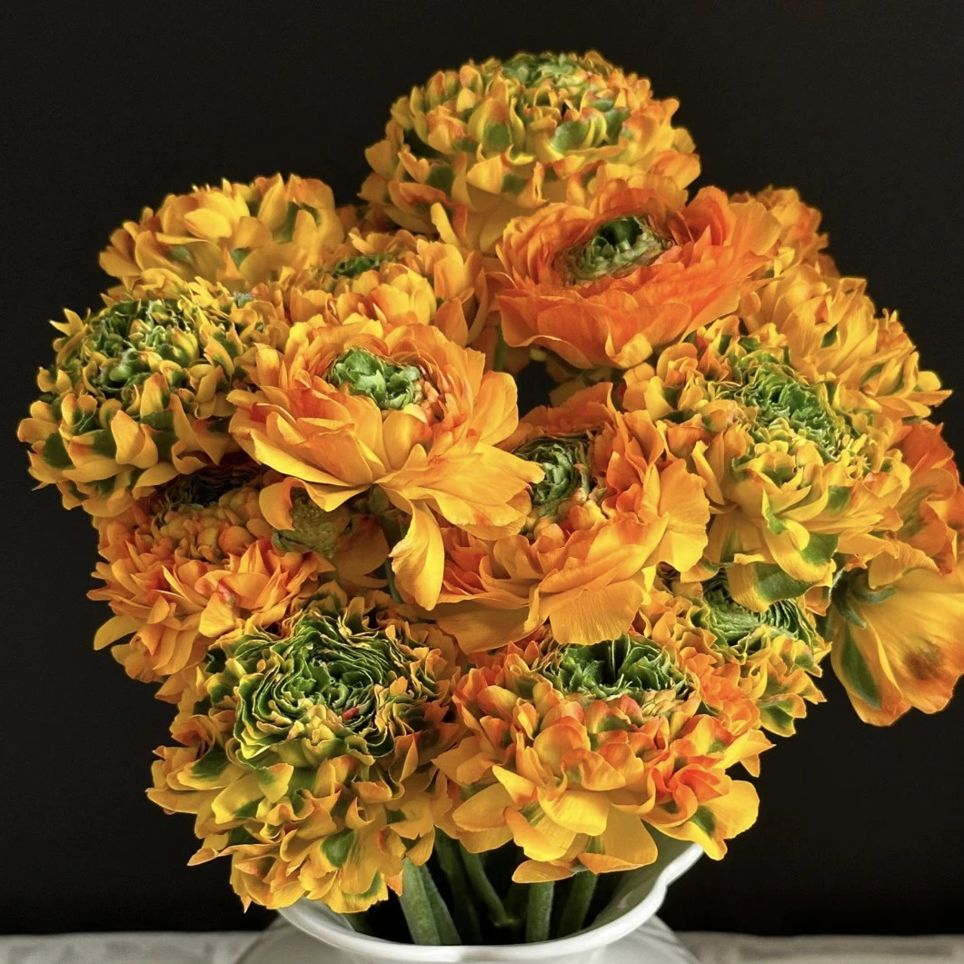 【洋牡丹】锦鲤不拍保温棉冻损不售后沈阳晓全花行东北鲜花