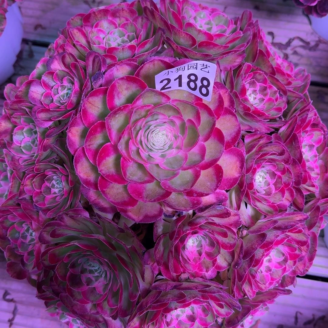 小***子海棠多肉植物2188寄养
