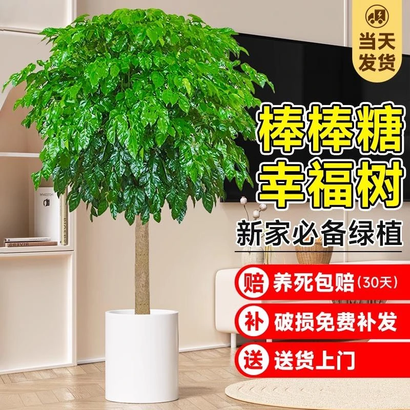 单杆棒棒糖幸福树客厅盆栽大型绿植室内落地除甲醛平安树四季常青