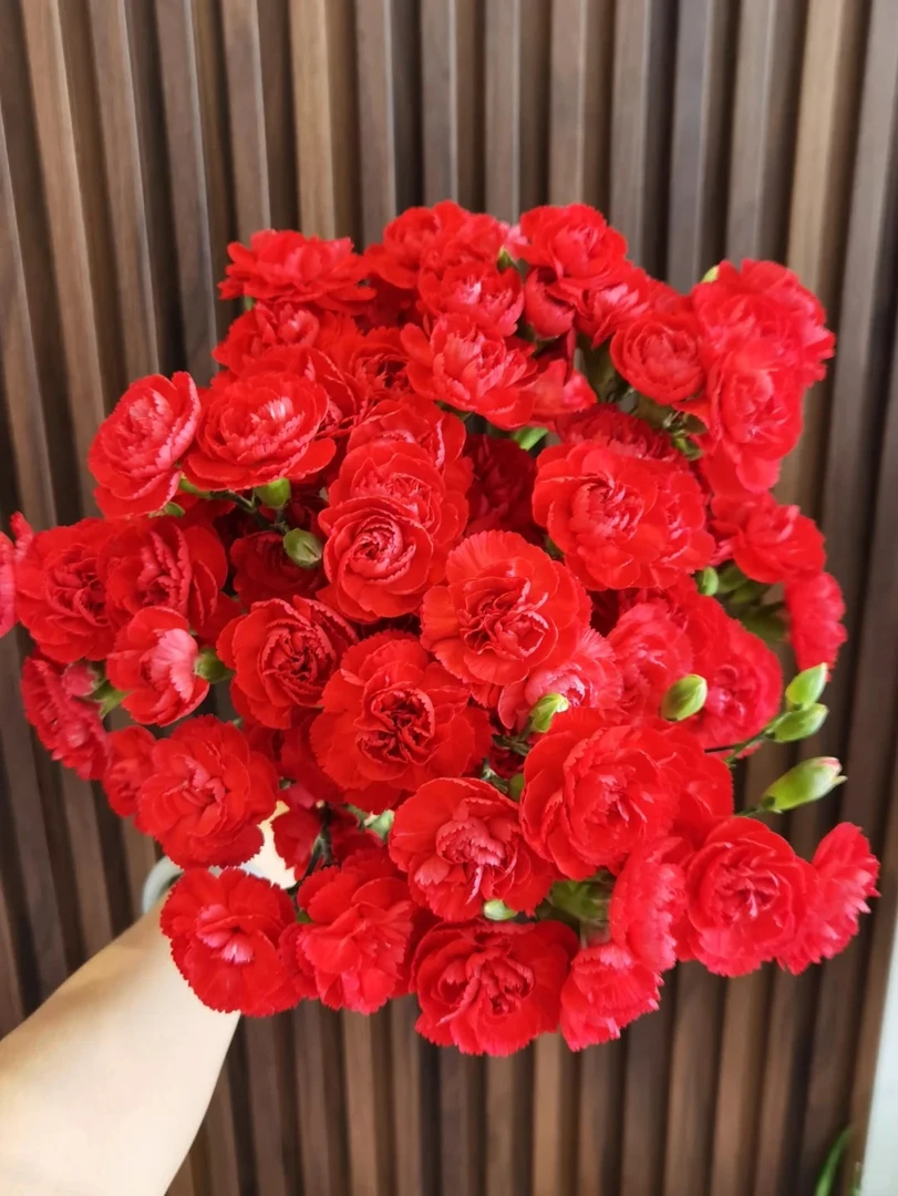 （曼曼）多头康乃馨红色芭芭拉15支+5支防损  鲜花任意2单包邮