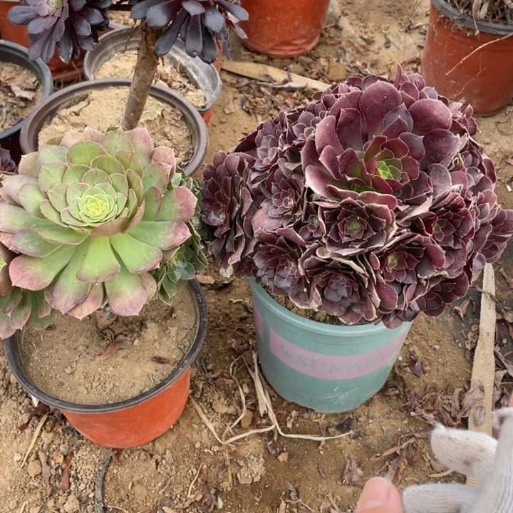 120，121 法师断枝不售后