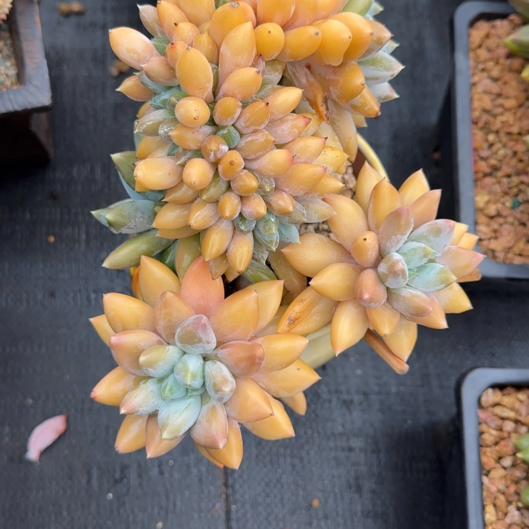 ****子一物一拍10月21号53虞美人缀