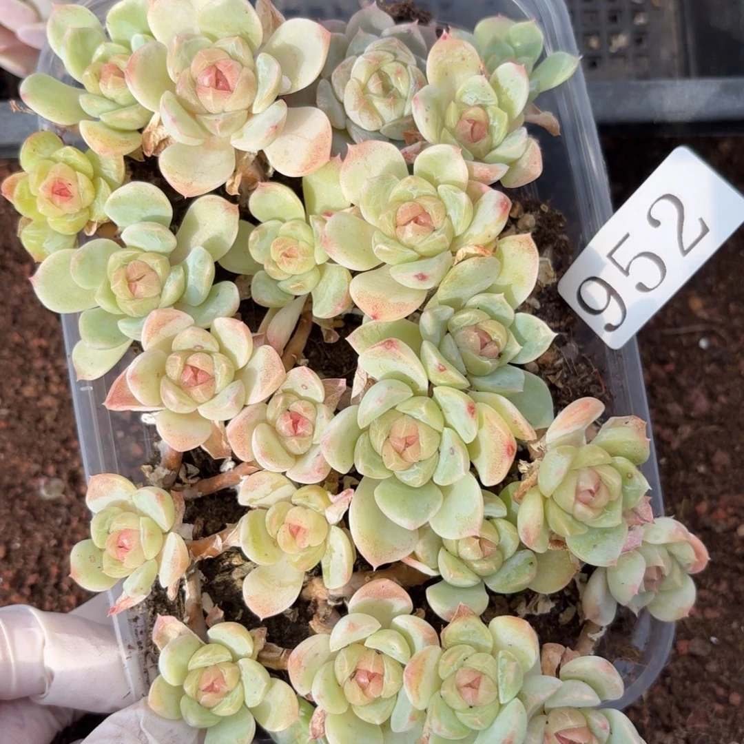 多肉植物多肉植物952