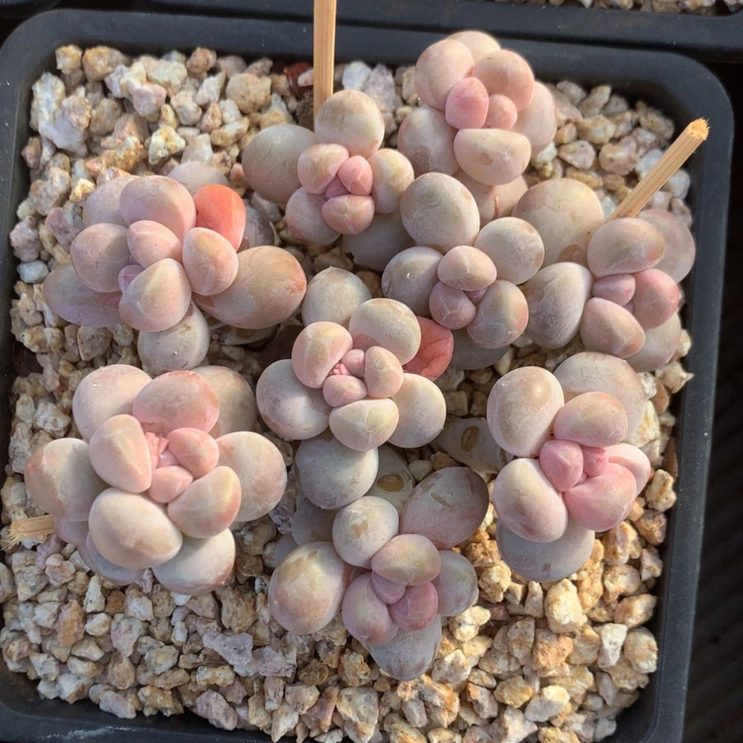 丸叶香玉矮桩平头一物一拍