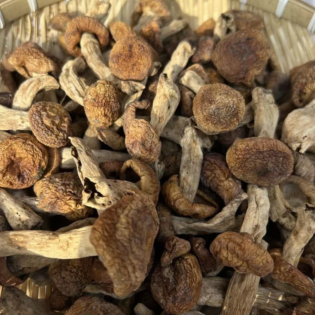 【板栗菌】农家自晒干油菇 板栗菌