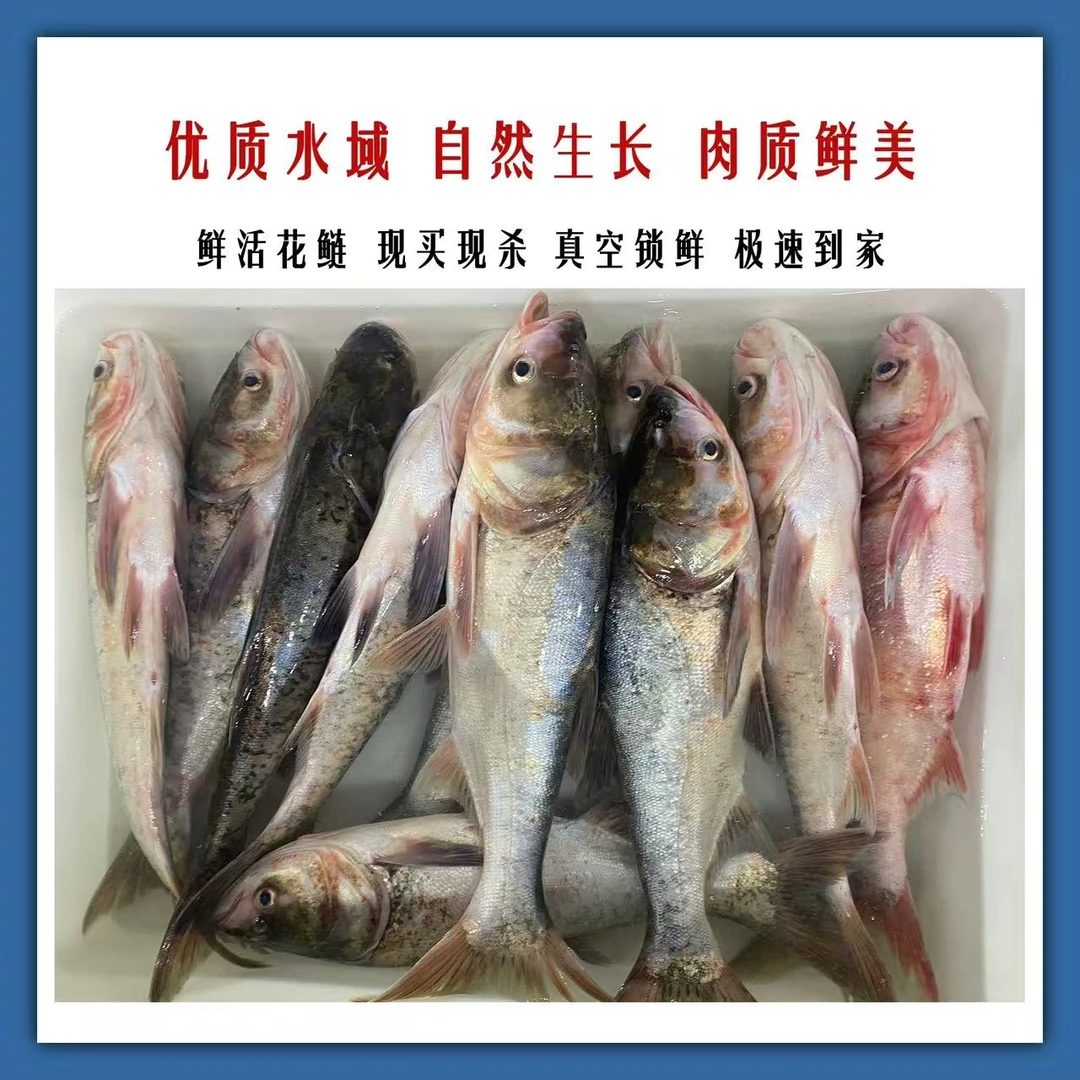 【冯长广小时达】今日鱼价鲫鱼鳊鱼乌青