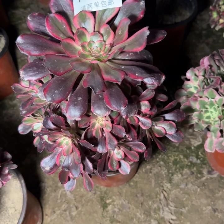 7487香奈儿多肉植物