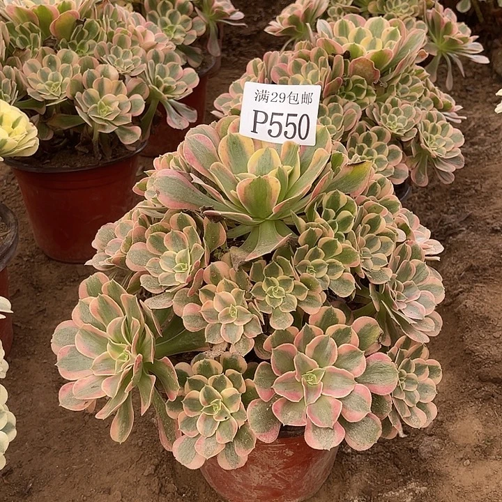 550妖月多肉植物