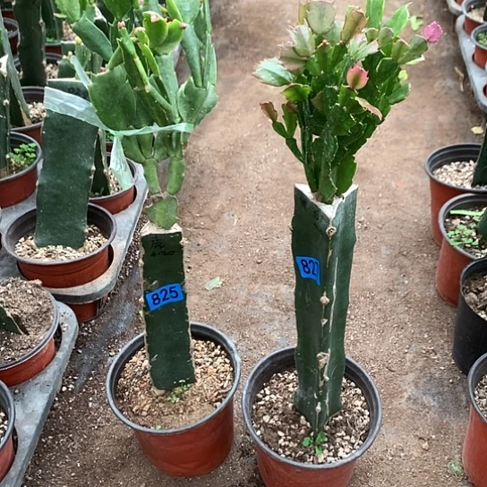 825+827嫁接蟹爪兰：两颗花（不做售后）