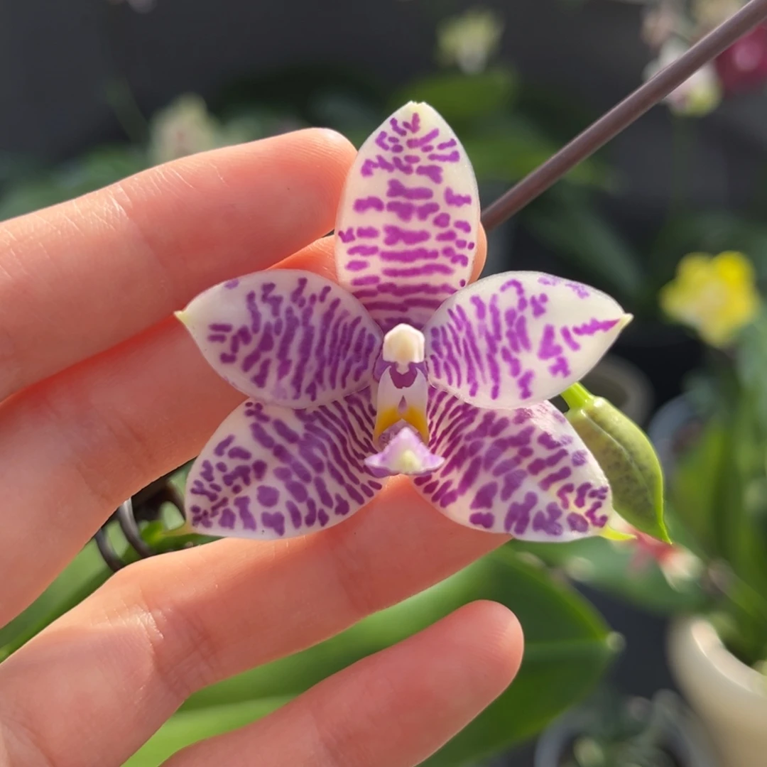 完全开放2.5寸3288开花株