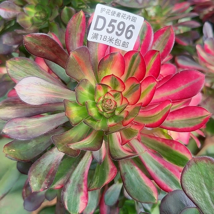 多肉法师花蝴蝶多