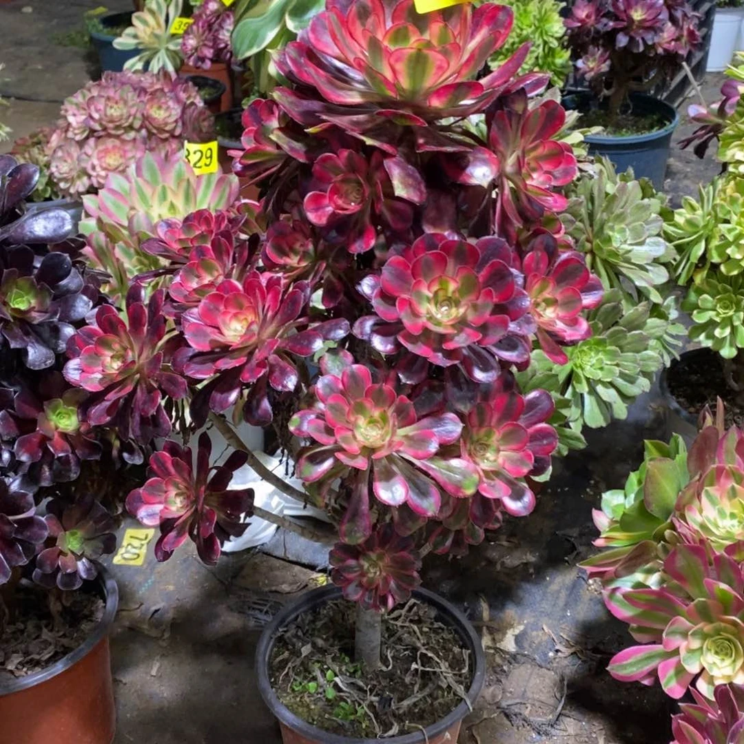 香奈多肉法师501