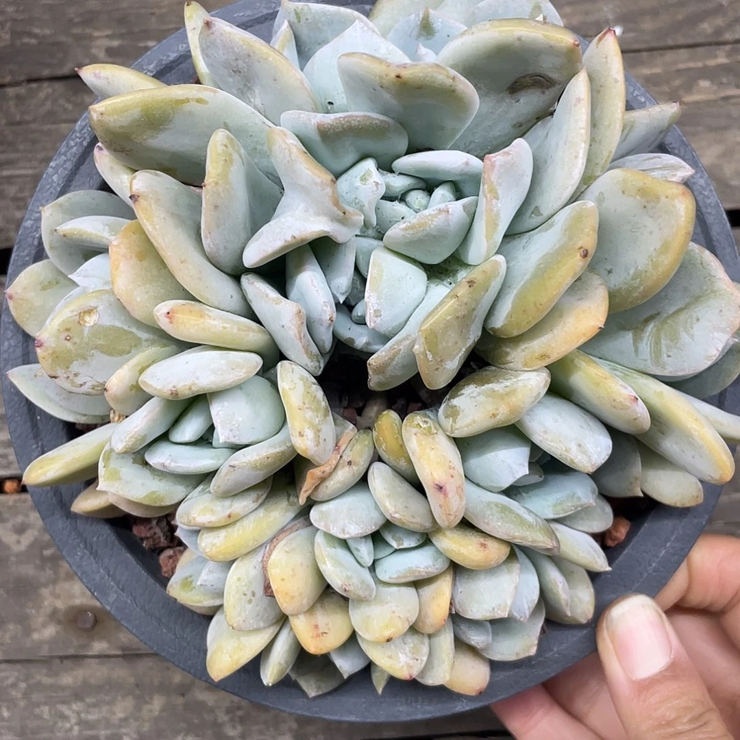 雪特11头，无砍无摘