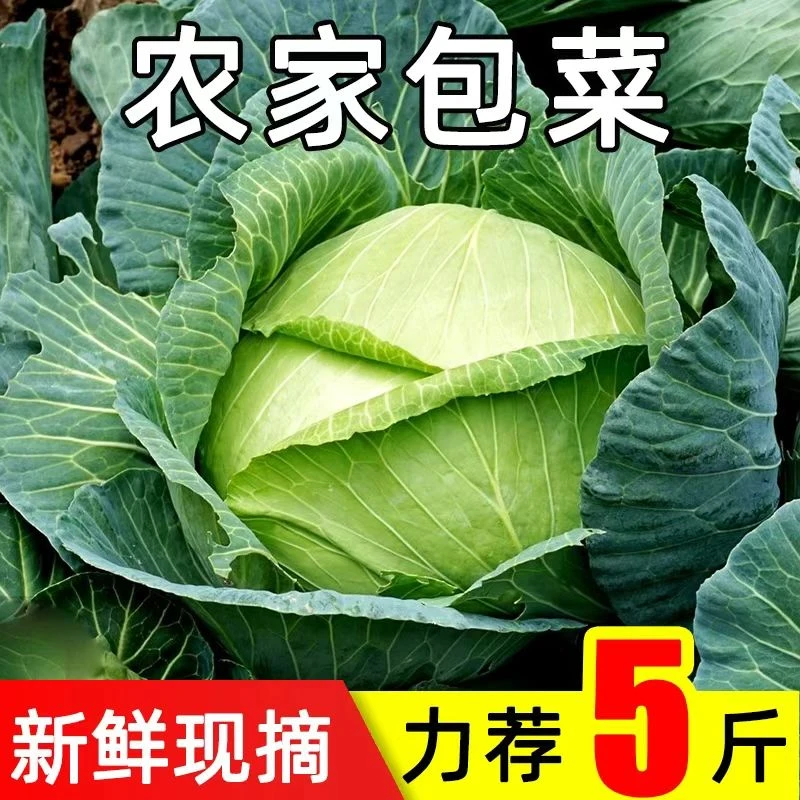 新鲜包菜农家自种包菜甘蓝卷心菜莲花白5斤9斤新鲜蔬菜手撕莲白