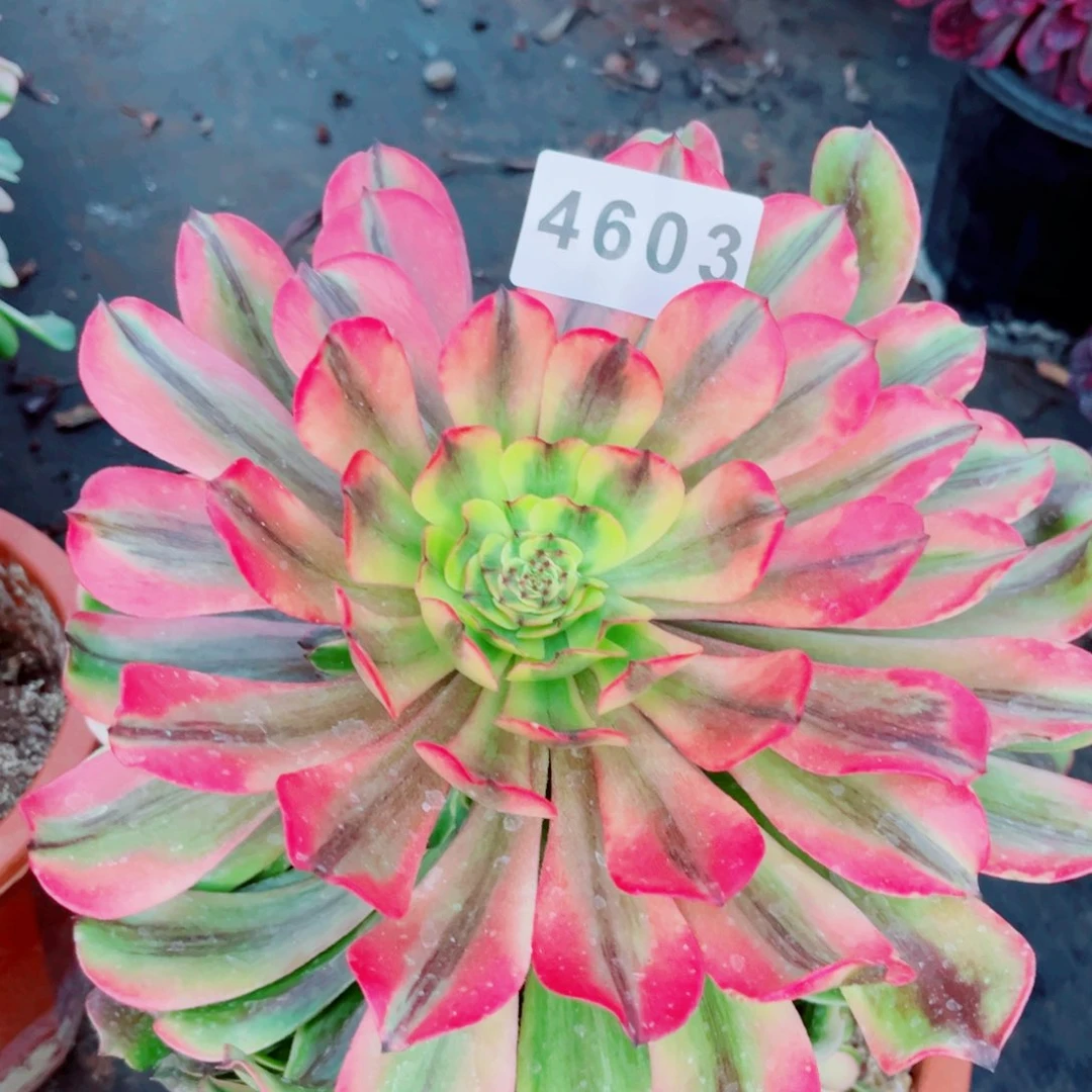 茶*生粉钻多肉发货发货