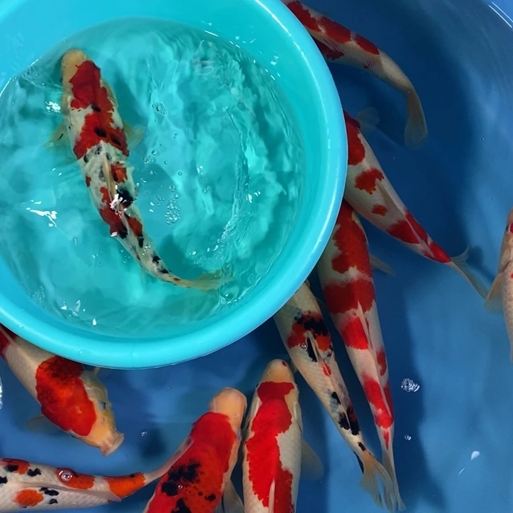 雪***间锦鲤锦鲤观赏鱼养殖基地