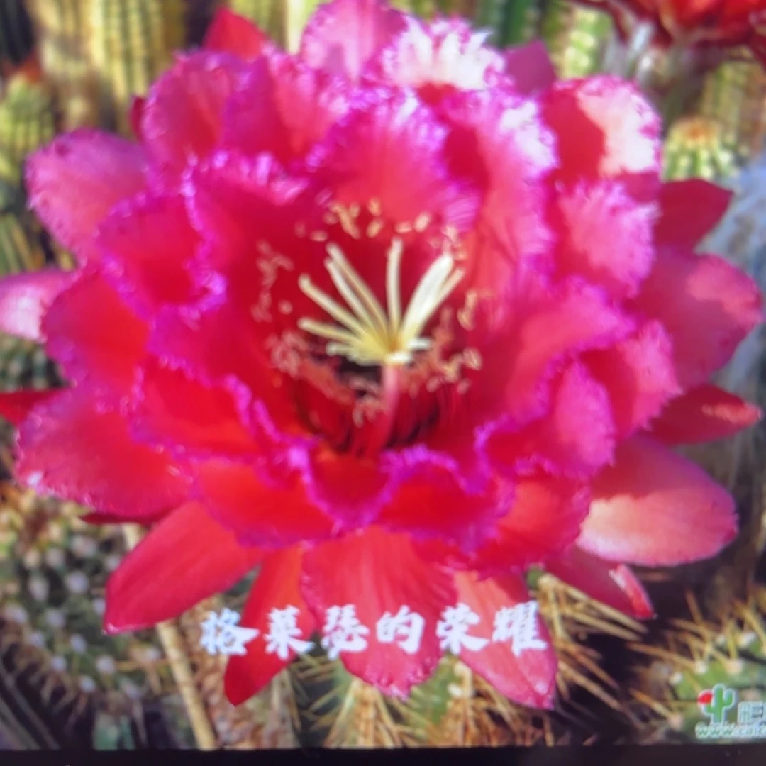 荣耀彩侧牙20包邮55
