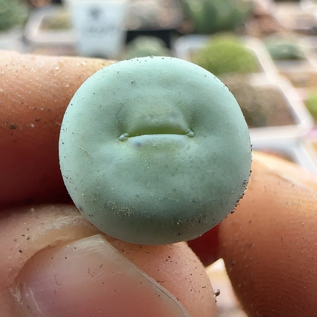 我****实28包邮脱土发货25765