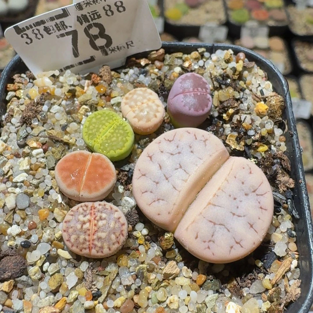 Sssss精品生石花78