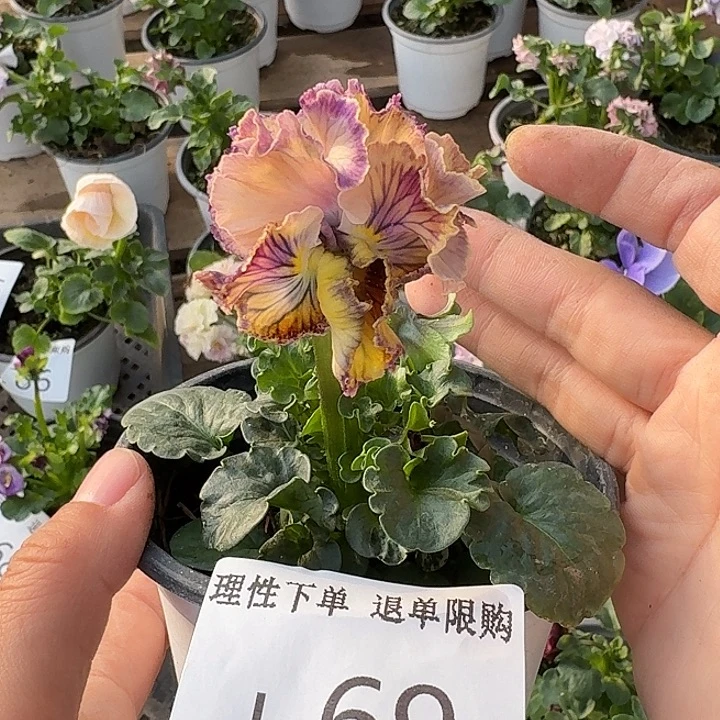 无花朵L069角堇堇小苗一物一拍苗晃