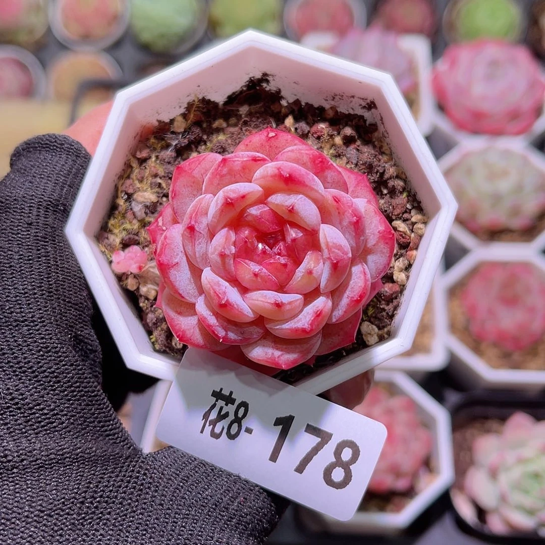 花08-178雪颜玉单头