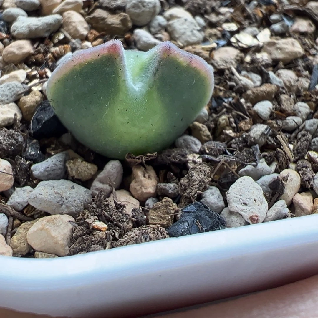 仙粉空蝉多肉植物