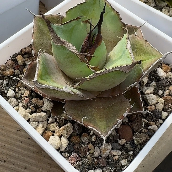 无花朵龙舌兰仁王冠黑豹