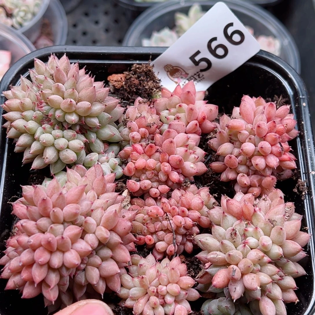 多肉植物多肉植物