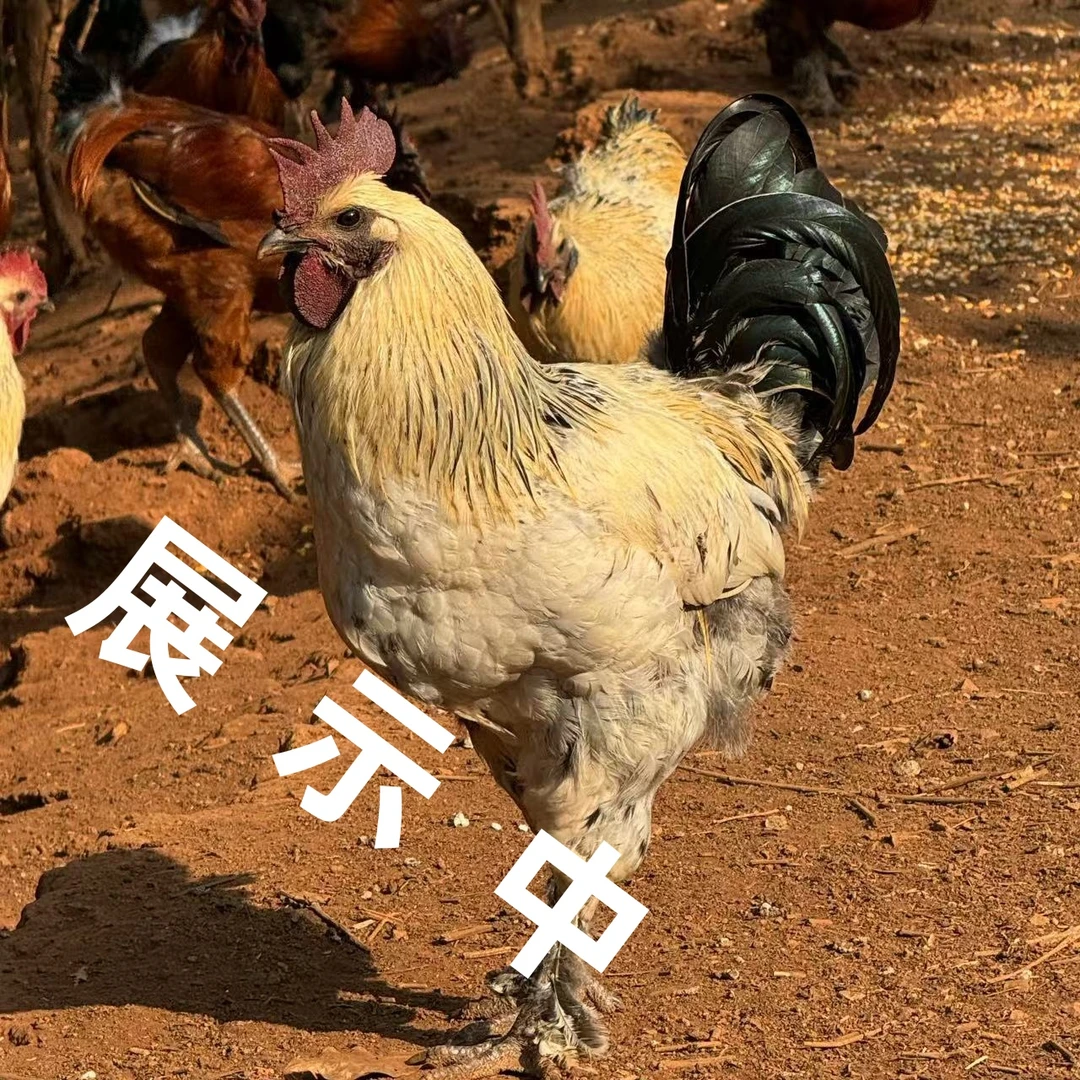 【直播专用一物一拍改价】无量山乌骨鸡林下散养包邮