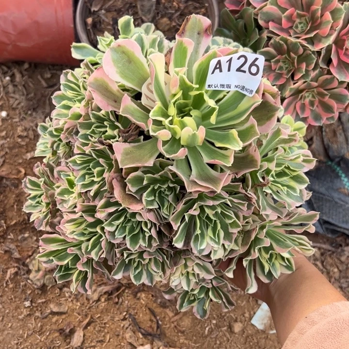 白凤多肉植物126.