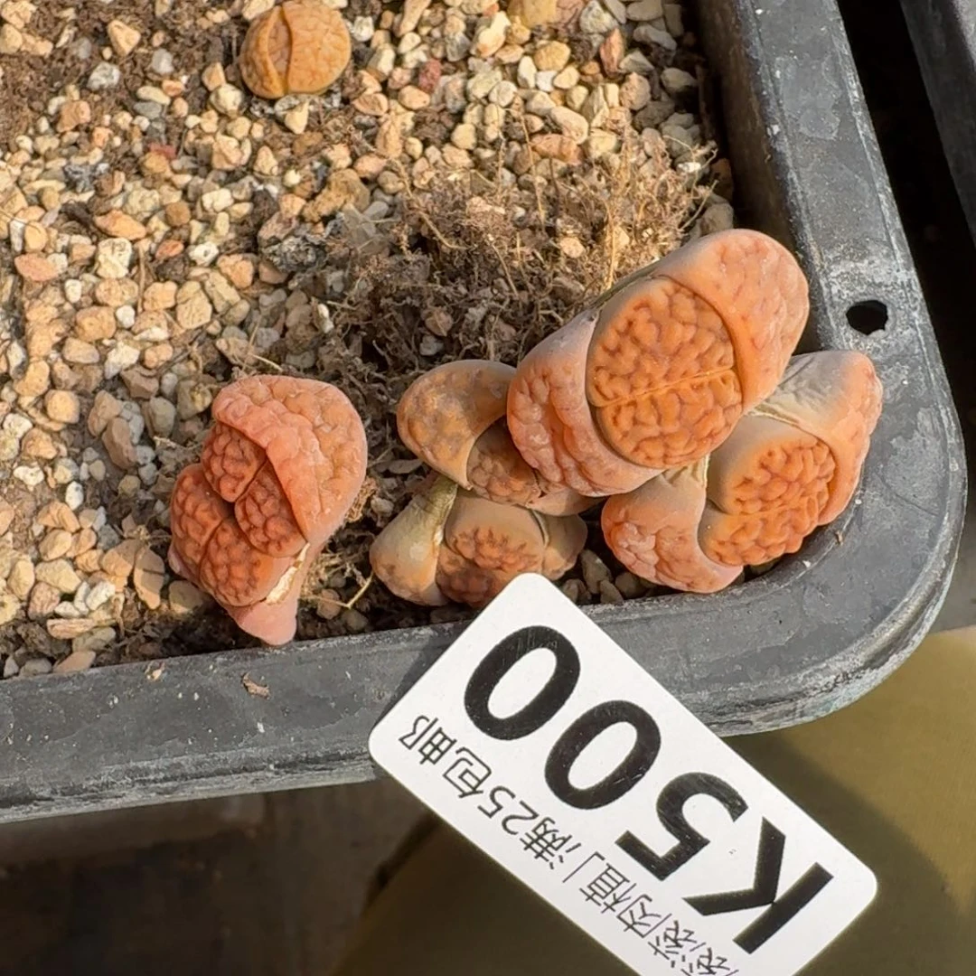 颖*K500橘红色脑窗花纹或杂