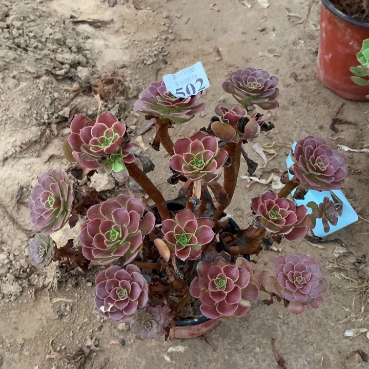 502荷兰玫瑰绣球3