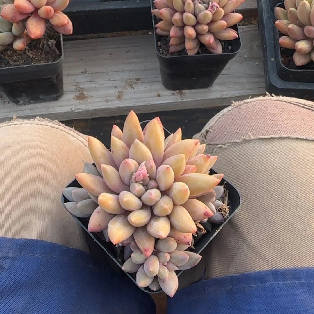 车厘子群老桩五十包邮