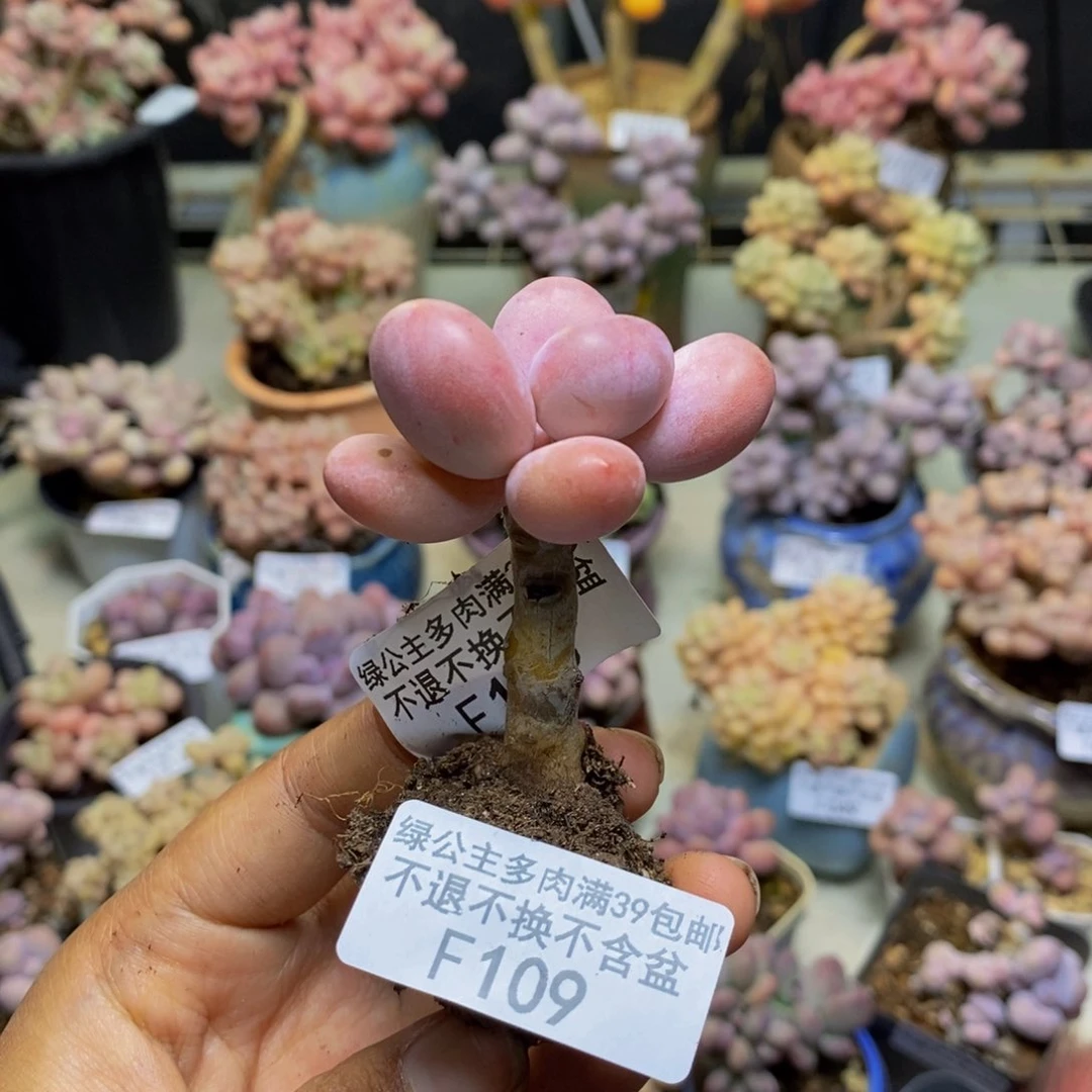 N****梦109橙雪球多肉3c m