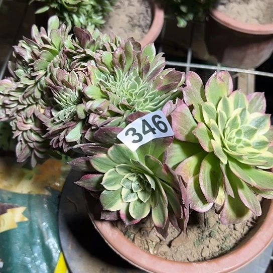 珠***儿一颗多肉大事 346