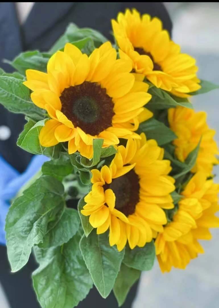 [牛牛甄选] 向日葵云南基地现采现 任意凑满两单升级空运