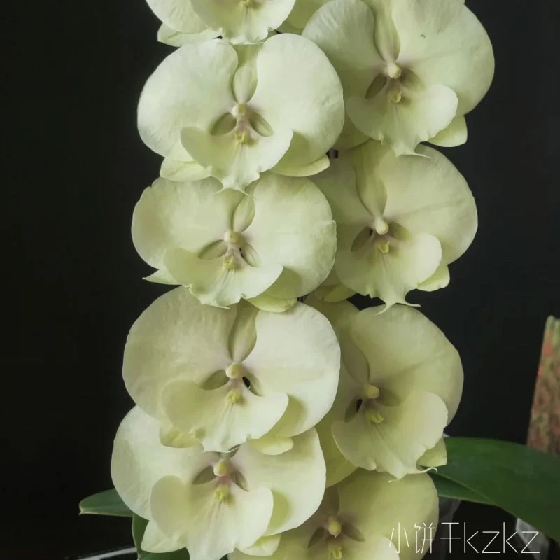 抹茶拿铁大花蝴蝶兰花苗盆栽室内外四季开花好养活的名贵观赏花卉